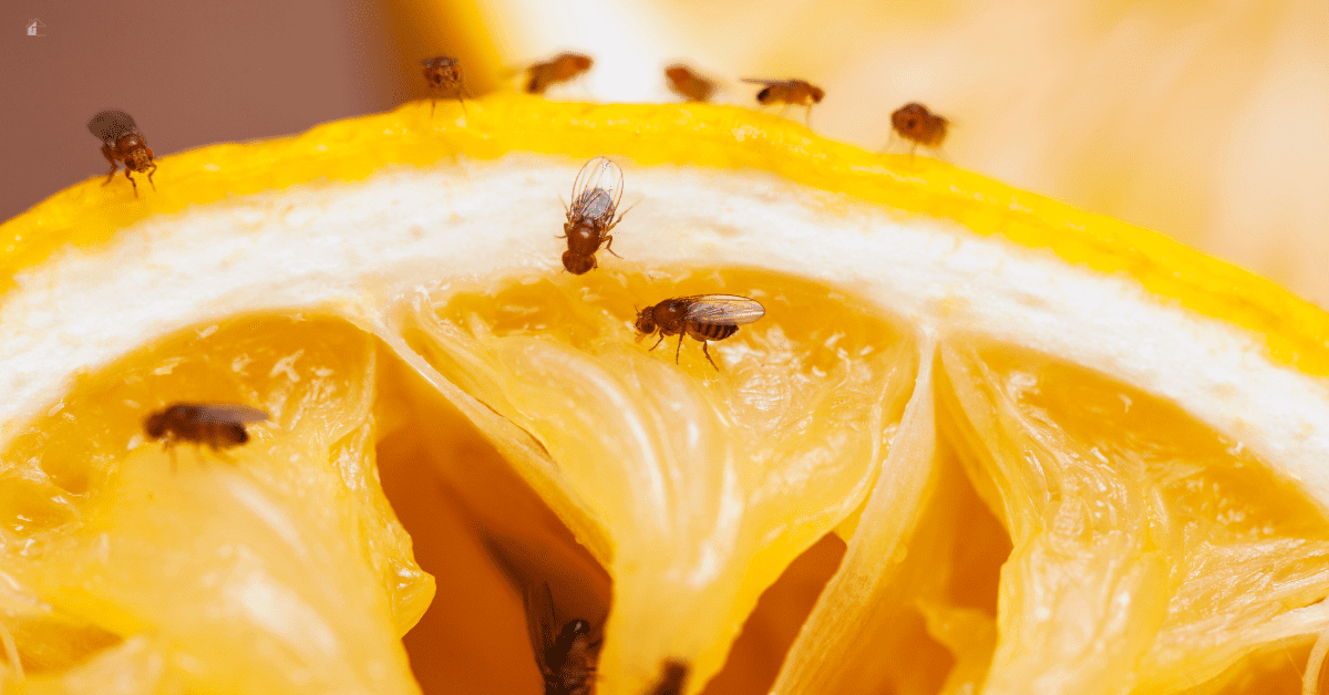 Why Do I Have Fruit Flies in My Kitchen?