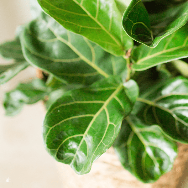 How to Grow Fiddle Leaf Fig