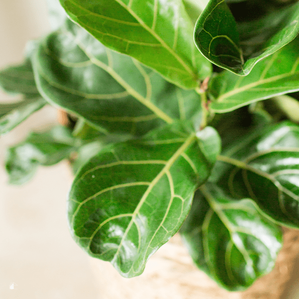 A close up photo of the leaves of a small green fiddle leaf fig tree in a tan wicker basket.