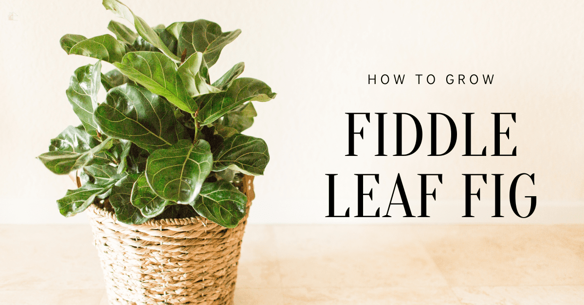 How to Grow Fiddle Leaf Fig * My Stay At Home Adventures