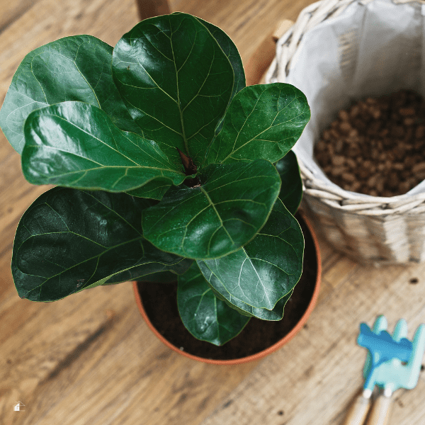 Repotting fiddle leaf fig tree in big modern pot.