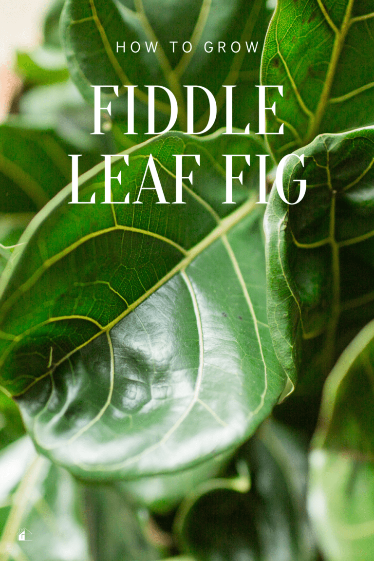 How to Grow Fiddle Leaf Fig * My Stay At Home Adventures