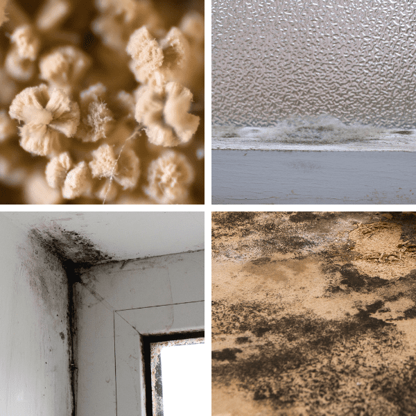 four photos of close ups of molds.