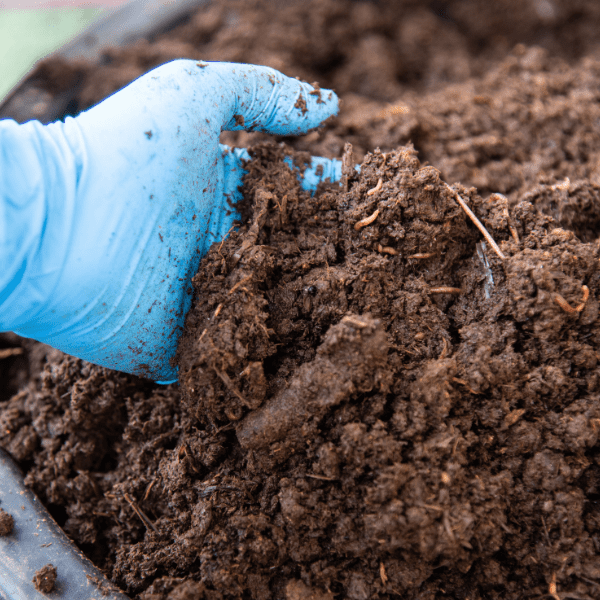 Close up blue latex glove hand going throw organic fertilizers with worms in it.