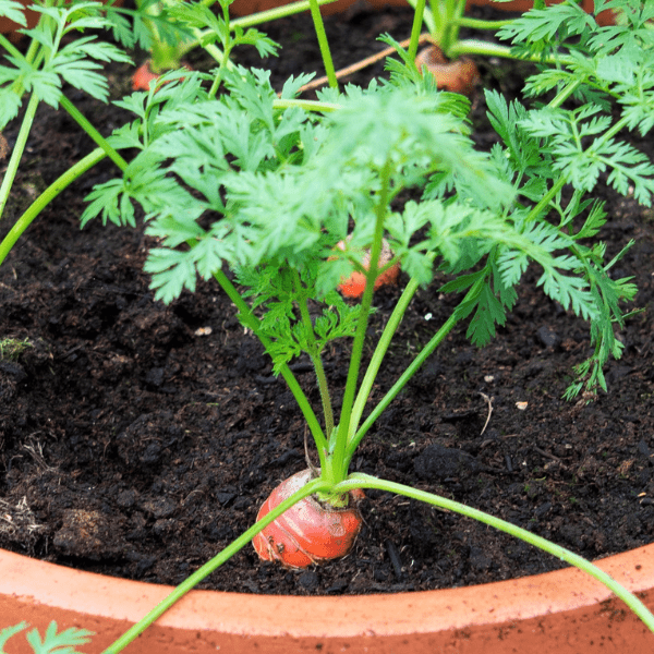 Carrots growing in a terra pot.