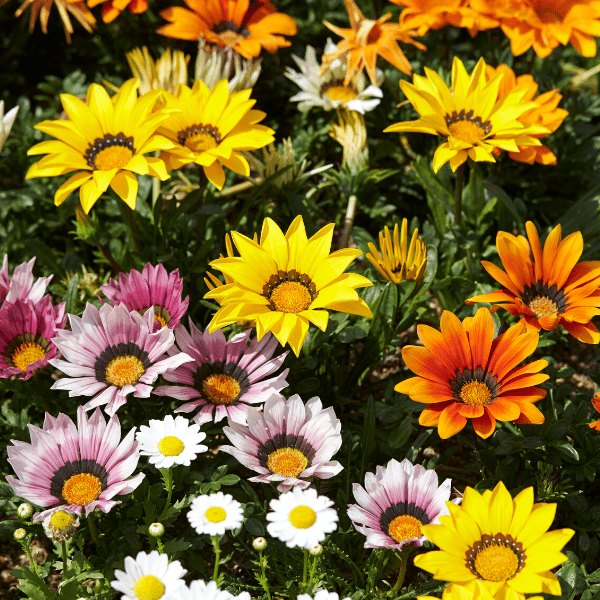 Close up of differnt colorful flowers.