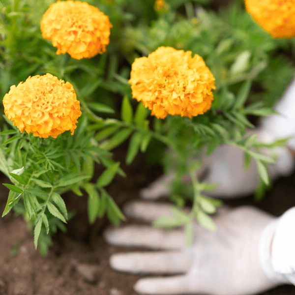 Woman planting yellow flower in her garden.