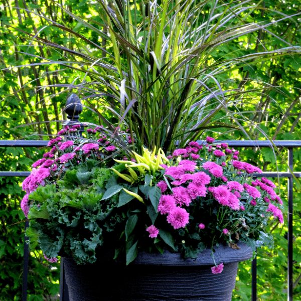 Planter with colorful flowers on deck with dark green foliage in background.