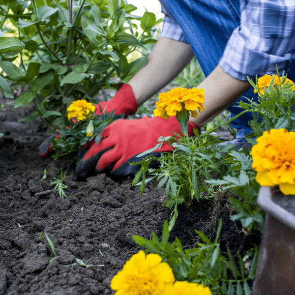 Why Should I Grow Flowers In My Garden?