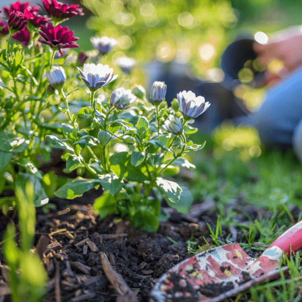 Close up of woman planting flowers in her garden.