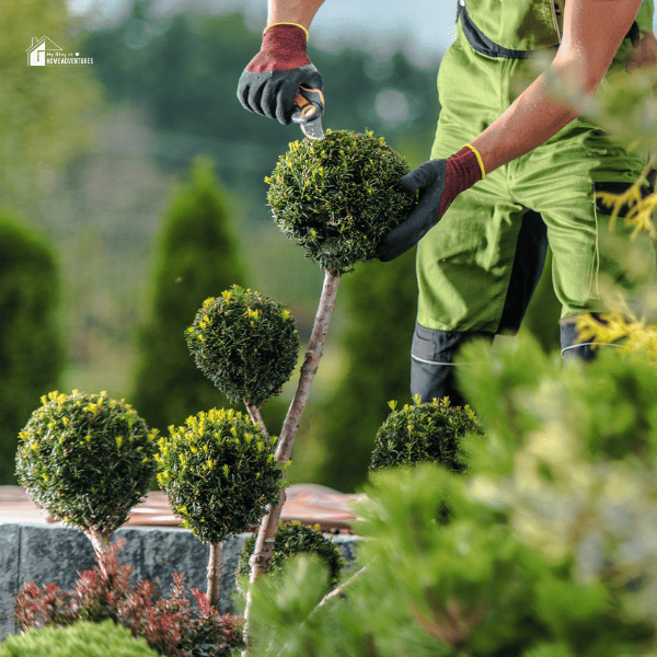 gardener doing landscaping and plant trimming in a residential garden