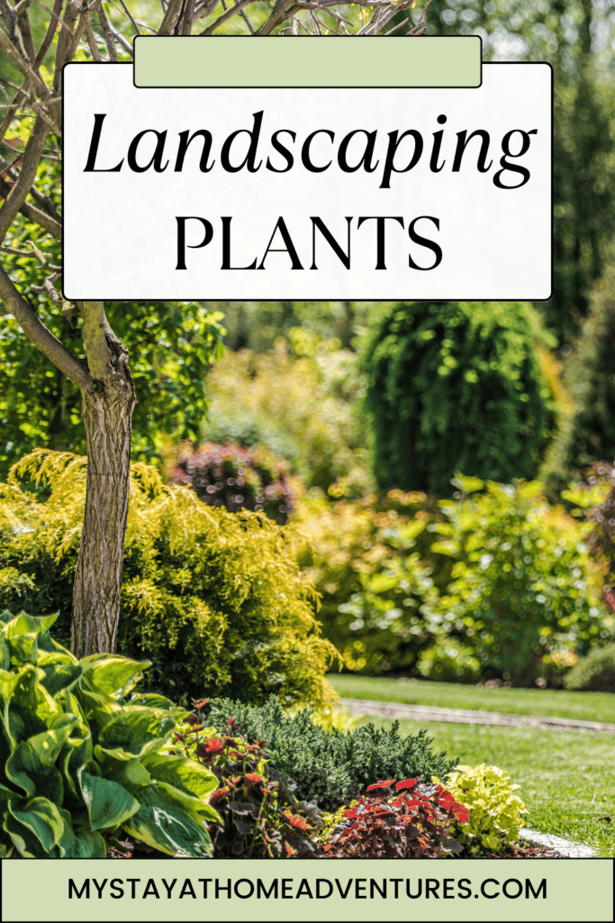 outdoor area of a residential garden with text "Landscaping Plants"