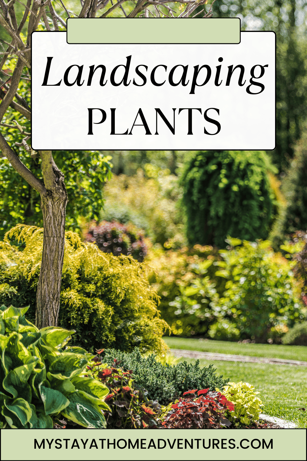 Transform your outdoor space with ease! Check out this low-maintenance landscaping plants for your garden. via @mystayathome