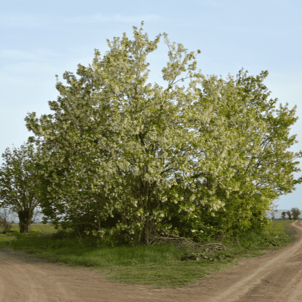 Blooming acacia tree in the spring.