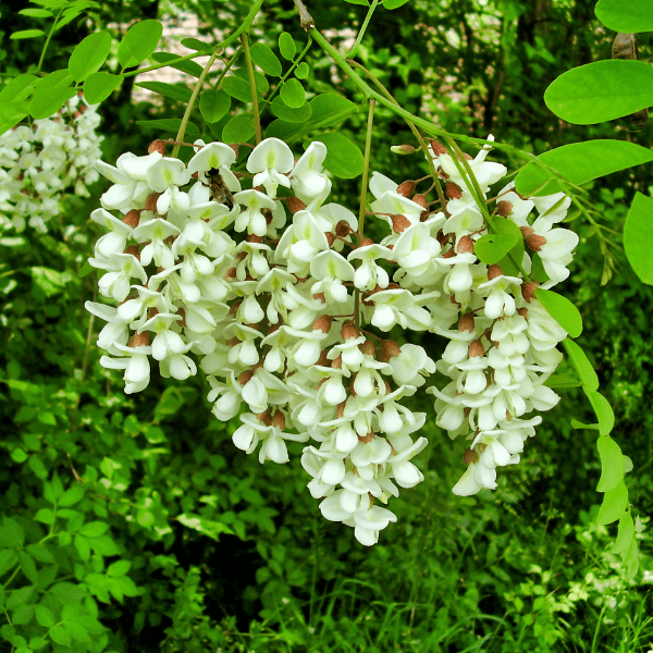 Close up of an acacia tree bloom.