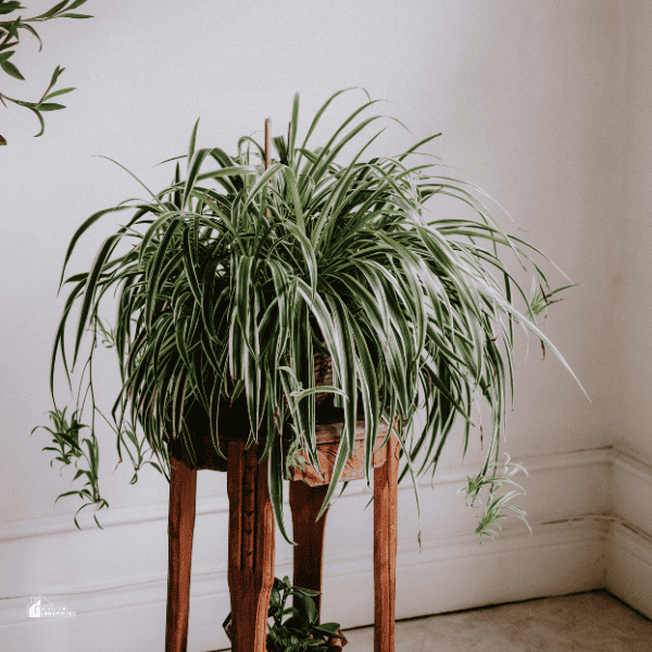 An image of spider plant in a pot at home