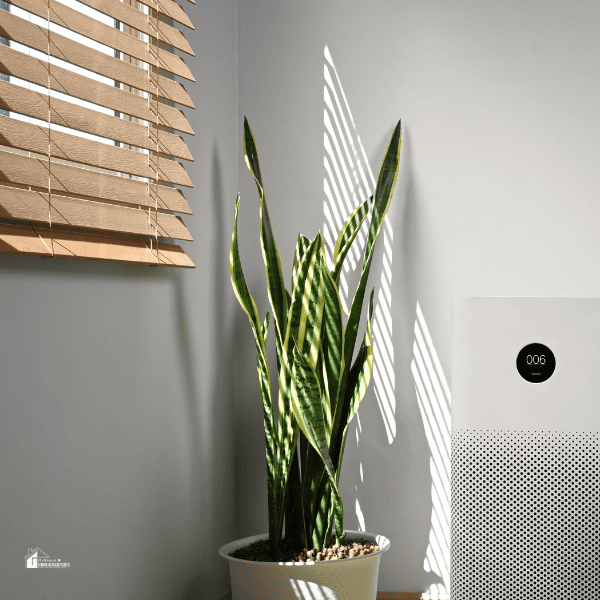 an image of snake plant in a pot at home near the window