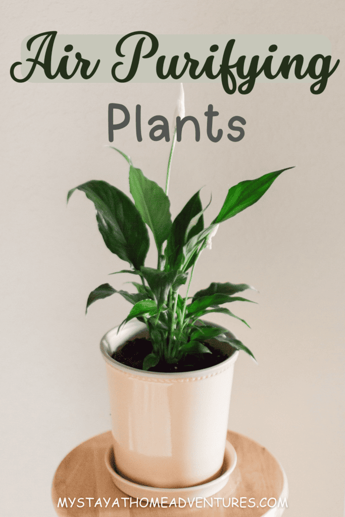 an image of peace lily with text of Air Purifying Plants on top