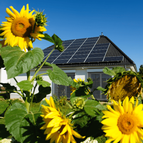 View of Solar panels through sun flowers