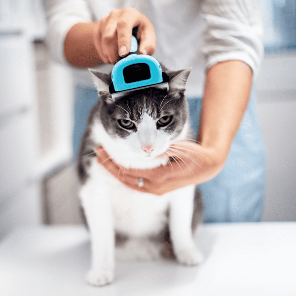 Woman grooming an unhappy cat on a table in the kitchen.