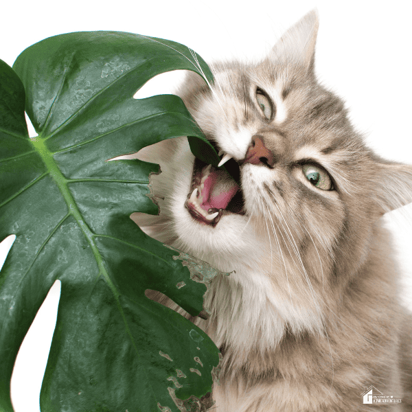 An image of a cat munching on a plant.