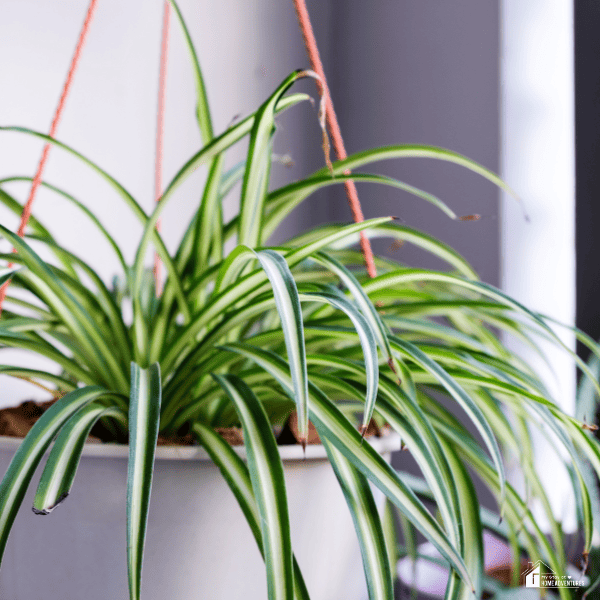 An image of a spider plant in a white hanging pot.