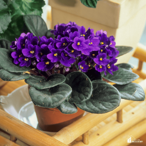 An image of an African Violet in a pot, with part of a plant and a box in the background.