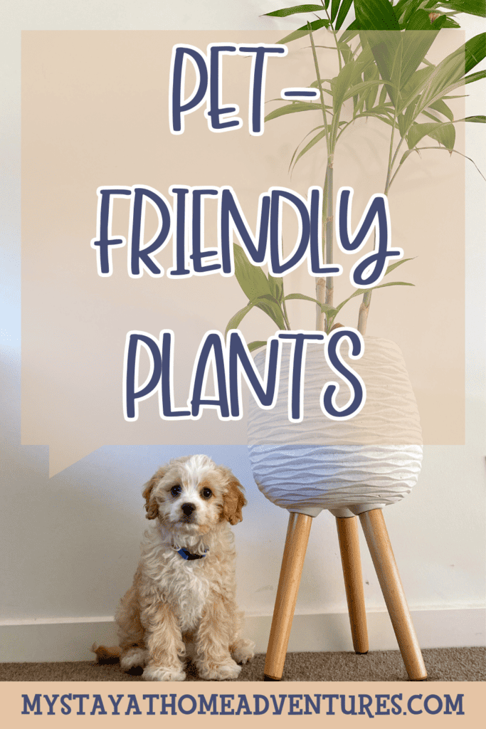 A pinterest image of a furry dog and a plant inside a tall, white vase, with the text - Pet-Friendly Plants. The site's link is also included in the image.