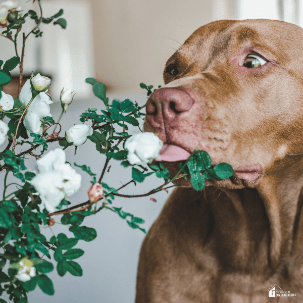A chocolate labrador licking a white flower bud.