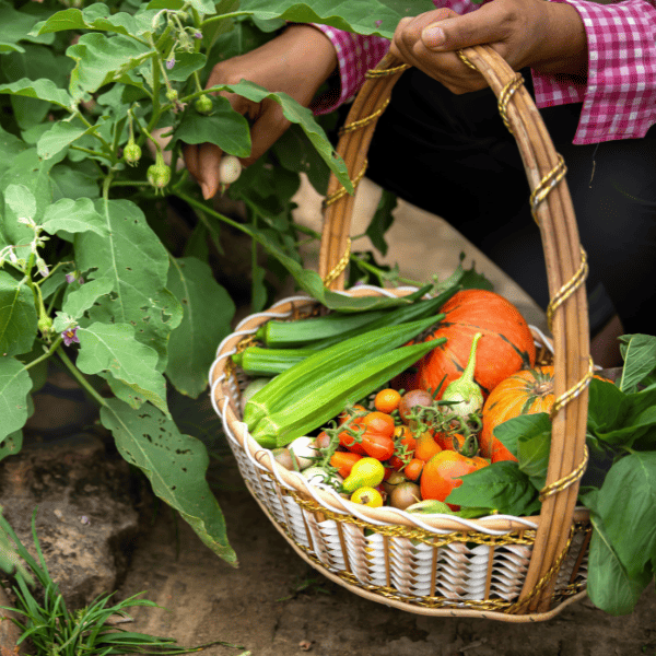 Woman harvesting vegetables from her garden.