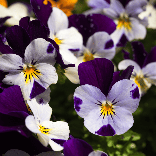 Closeup of purple/white violas.