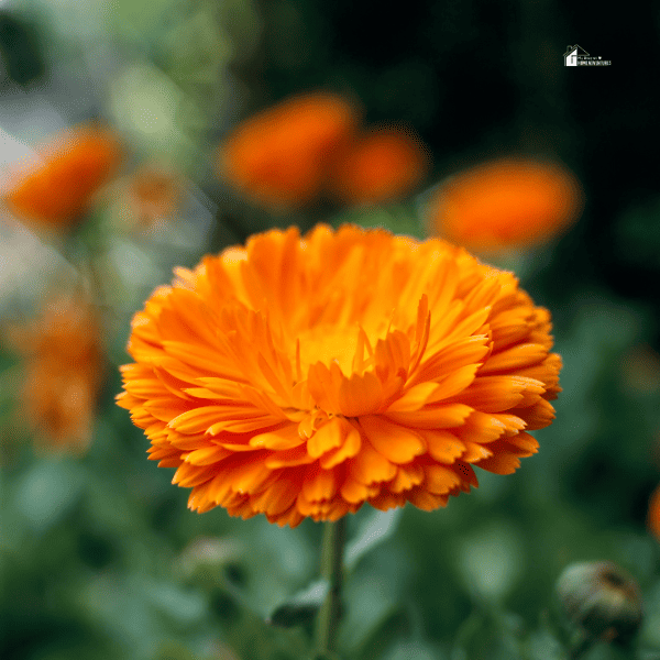 an image of Gerbera Daisies