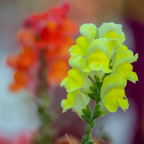 Colorful snapdragons in bloom.