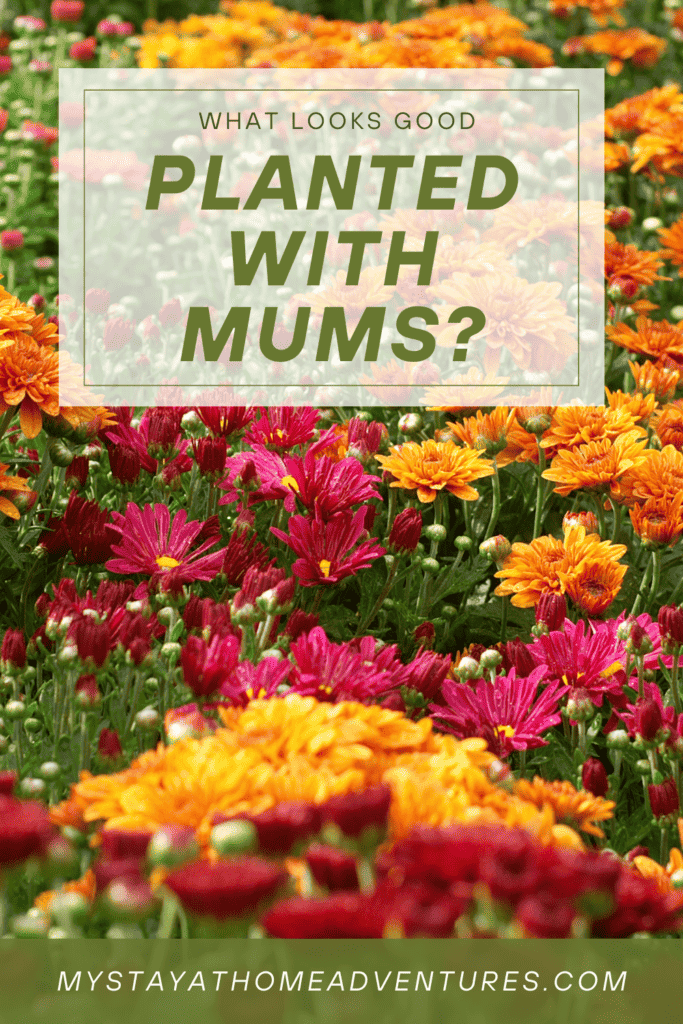 an image of fall mums with: "What Looks Good Planted With Mums"