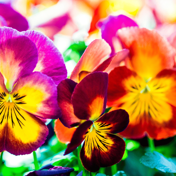 Closeup of colorful pansies.