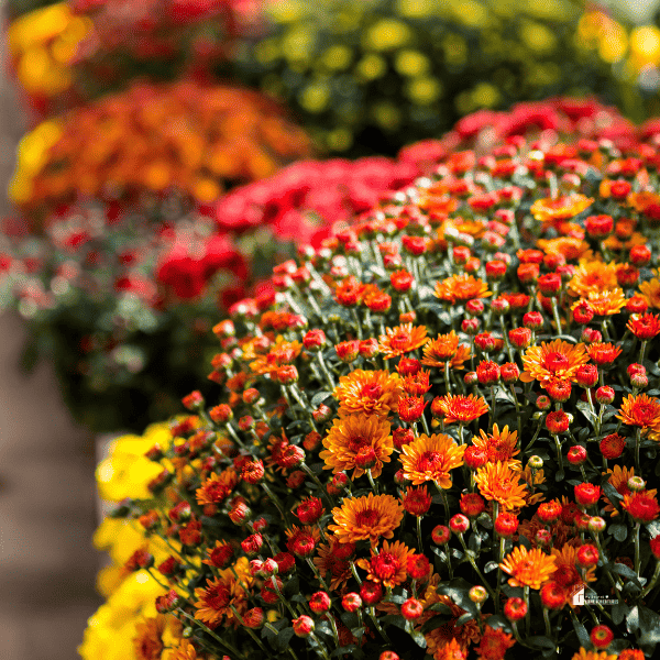 What Looks Good Planted With Mums?