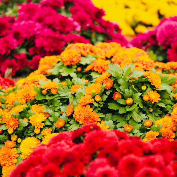 Vivid mums closeup