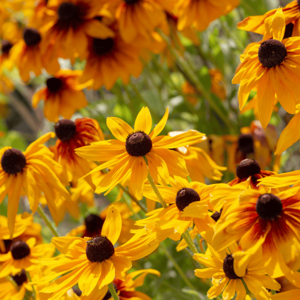 Flowering orange coneflower.