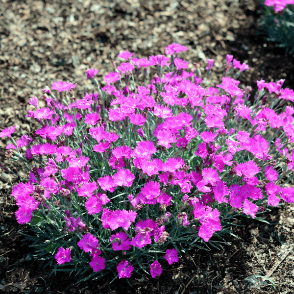 Purple Dianthus flower bush under sunny skies