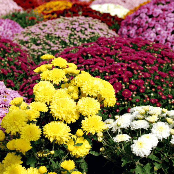 colorful Chrysanthemums