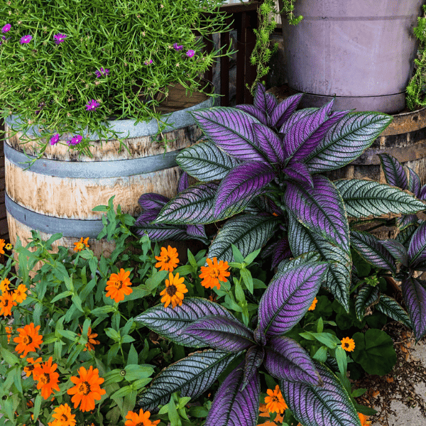 colorful fall flower arranged outside in planters.