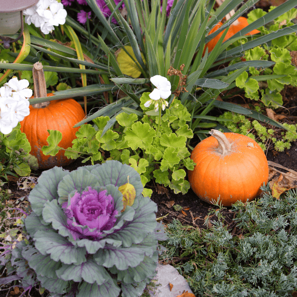 fall garden detailed with pumpkins