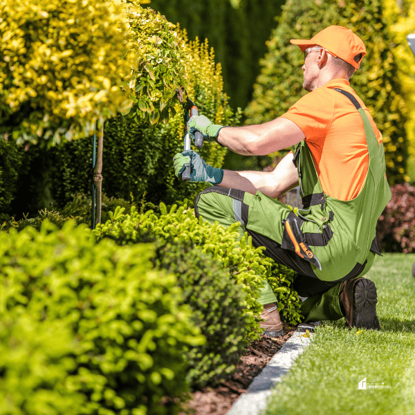 someone trimming plants using large scissors