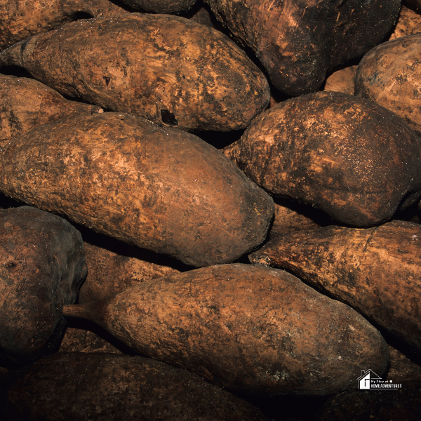 an image of yam harvest