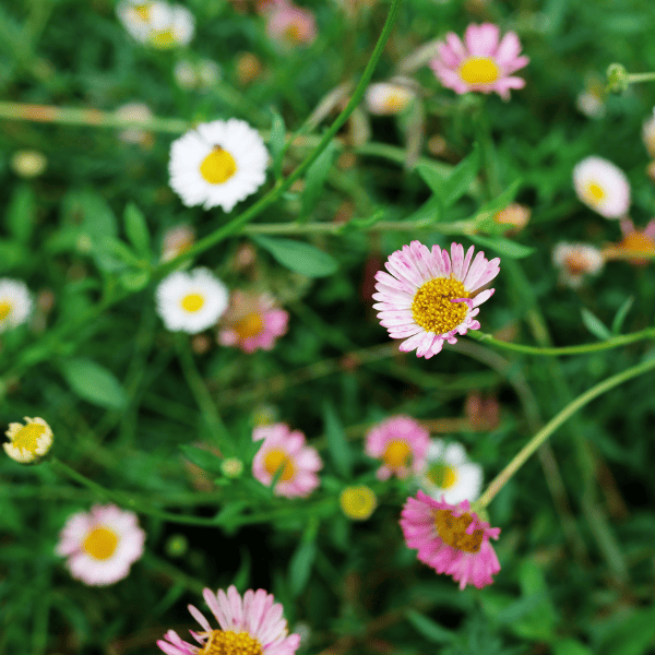 Blooming chamomiles flowers in nature meadow.