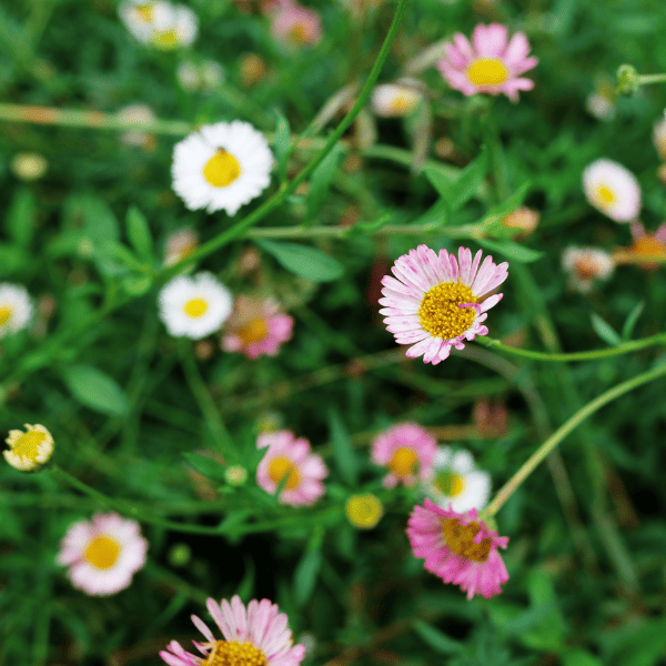 The Healing Touch: Flowers in Medicine and Wellness