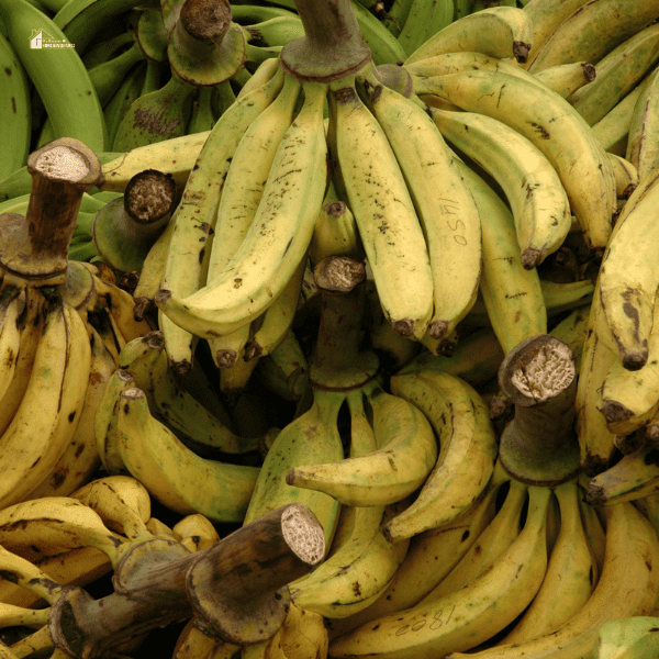 plantain brunches in an open market