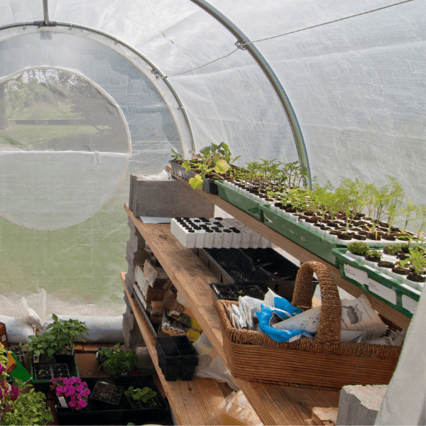 Inside a small greenhouse in the backyard with wooden greenhouse shelving.