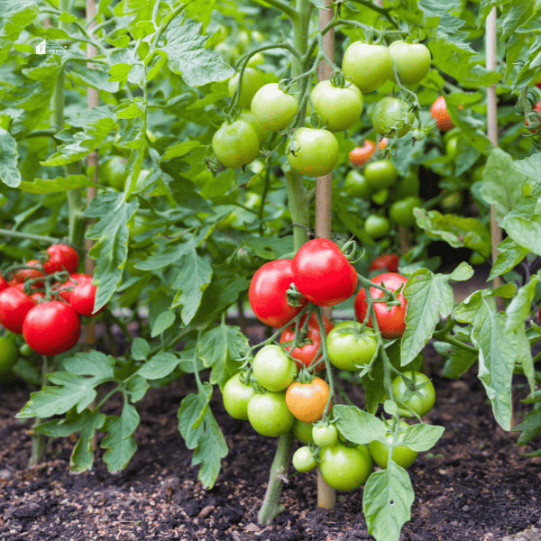 tomato plants growing outside