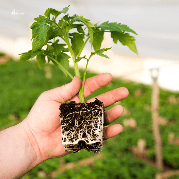 Young tomato plant with roots in soil